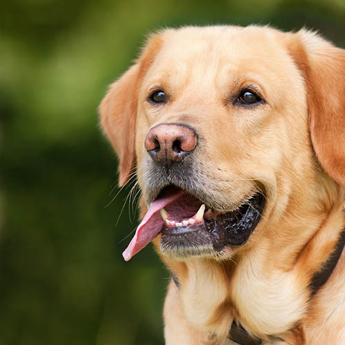  un chiot soin pharmacie du Pont