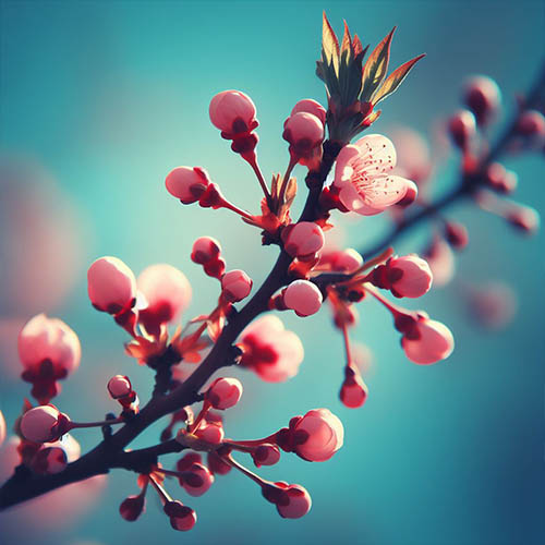 Gemmothérapie herboristerie Corbeil-Essonnes